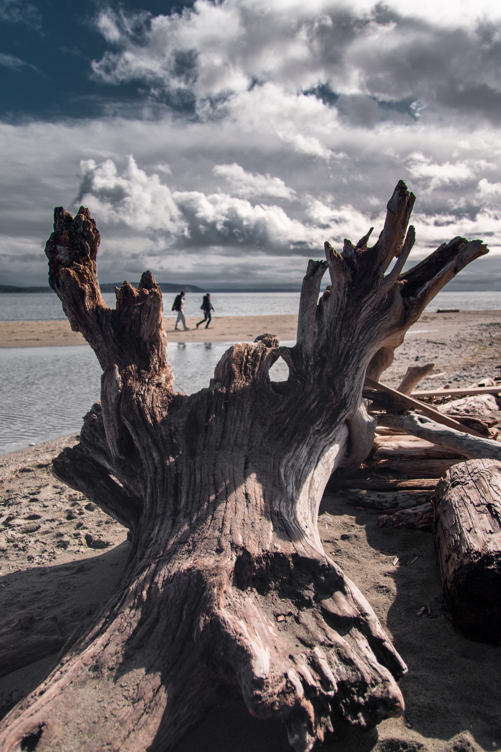 Driftwood