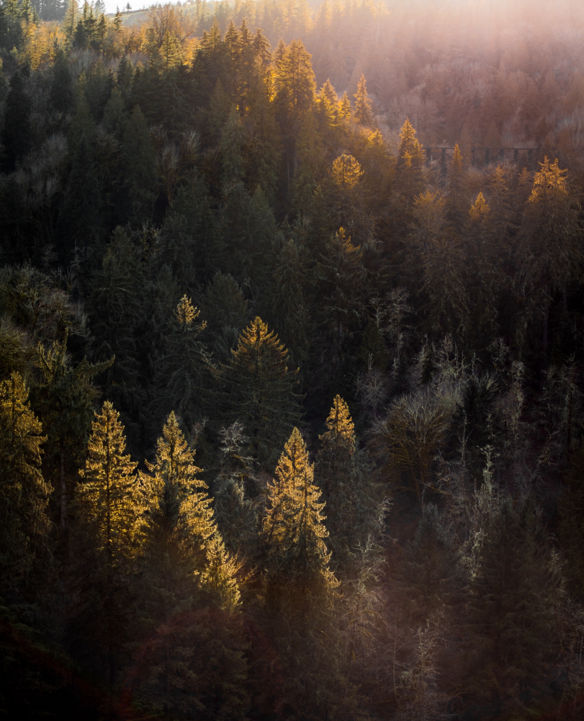 Forest Fire Light