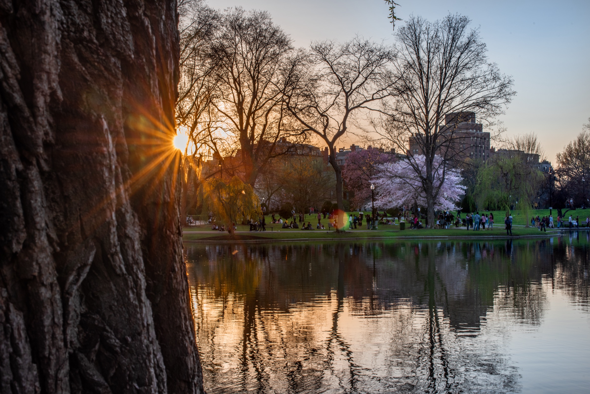 Cherry Blossom Sunset